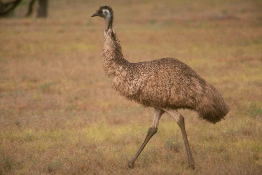 EMU01