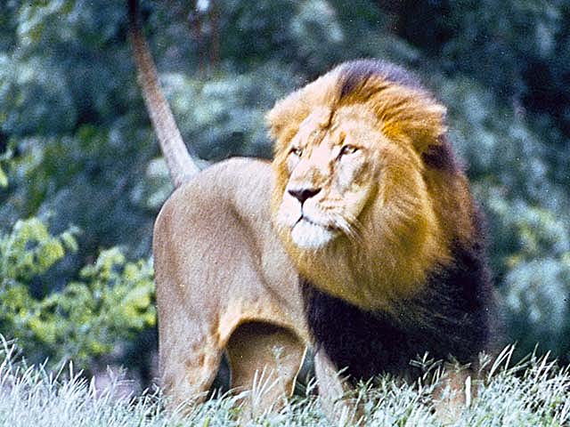 LION6